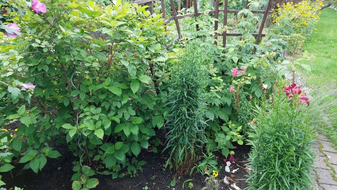 KGV Gute Nachbarschaft Nürnberg